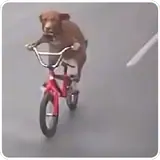 Figurinha de Cachorros para WhatsApp