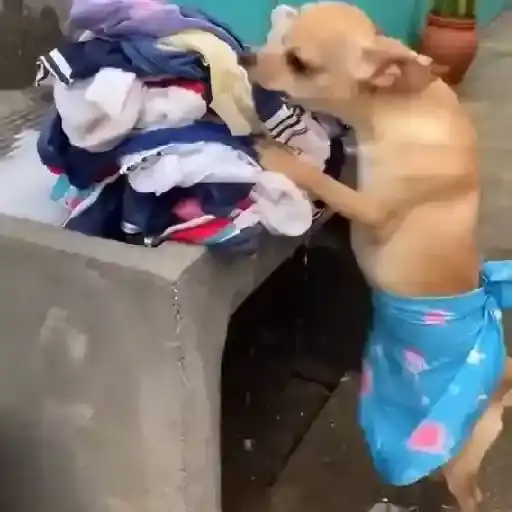 Coletadas sticker 963