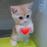 Figurinha para WhatsApp