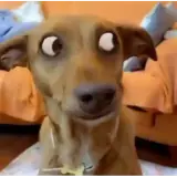 Sticker de Cachorros para WhatsApp