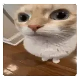 Sticker de Gatos para WhatsApp