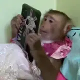 Figurinha de Animais para WhatsApp