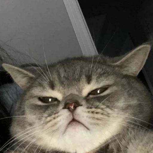 Figurinha para WhatsApp — Gatos