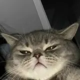 Figurinha de Gatos para WhatsApp