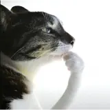 Figurinha de Gatos para WhatsApp