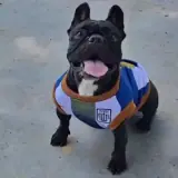 Figurinha de Cachorros para WhatsApp