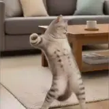 Gatos WhatsApp sticker