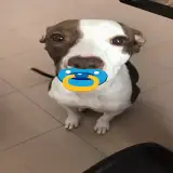 Figurinha para WhatsApp