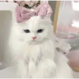Figurinha de Gatos para WhatsApp