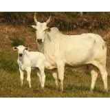 Figurinha de Animais para WhatsApp