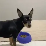 Figurinha de Cachorros para WhatsApp