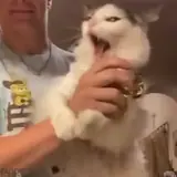 Figurinha de Gatos para WhatsApp