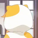 Figurinha de Gatos para WhatsApp