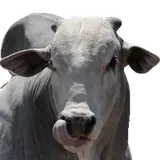 Figurinha de Animais para WhatsApp