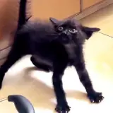 Figurinha de Gatos para WhatsApp