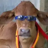 Figurinha de Animais para WhatsApp