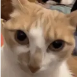 Figurinha para WhatsApp