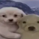 Figurinha de Cachorros para WhatsApp