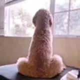 Figurinha de Cachorros para WhatsApp