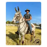 Figurinha de Animais para WhatsApp