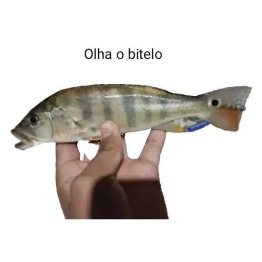 Coletadas sticker 28012