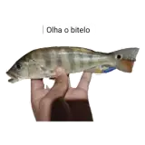 Figurinha para WhatsApp
