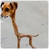 Figurinha de Cachorros para WhatsApp