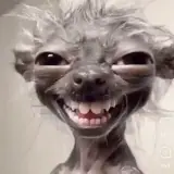 Figurinha de Cachorros para WhatsApp