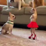 Sticker para WhatsApp