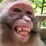 Memes WhatsApp sticker