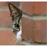 Gatos WhatsApp sticker