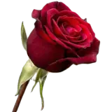 Amor WhatsApp sticker