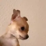 Figurinha de Cachorros para WhatsApp