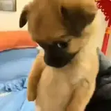 Figurinha de Cachorros para WhatsApp