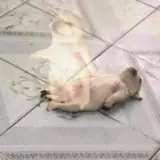 Figurinha de Cachorros para WhatsApp