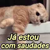Figurinha de Gatos para WhatsApp