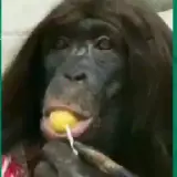 Figurinha para WhatsApp
