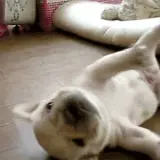 Figurinha de Cachorros para WhatsApp