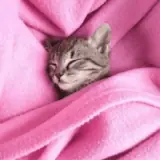 Figurinha para WhatsApp