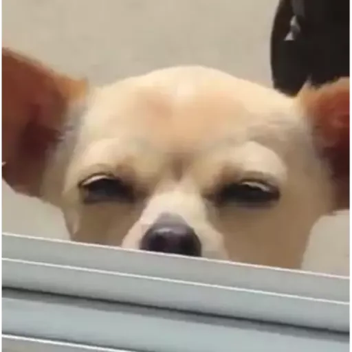 Figurinha para WhatsApp — Cachorros