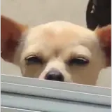 Sticker de Cachorros para WhatsApp