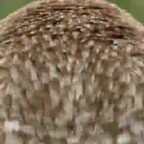 Figurinha de Animais para WhatsApp