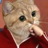 Figurinha de Gatos para WhatsApp