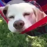 Figurinha de Cachorros para WhatsApp