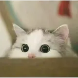 Figurinha de Gatos para WhatsApp