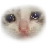 Figurinha de Gatos para WhatsApp