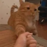 Gatos WhatsApp sticker