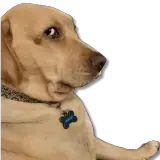 Figurinha de Cachorros para WhatsApp