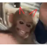 Memes WhatsApp sticker