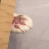 Figurinha de Animais para WhatsApp